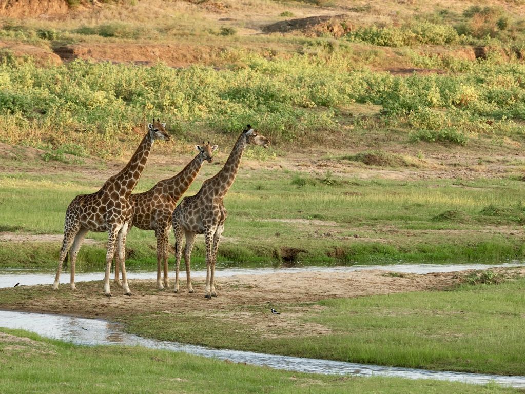 Kruger NP giraffen Zuid Afrika groepsrondreis 2